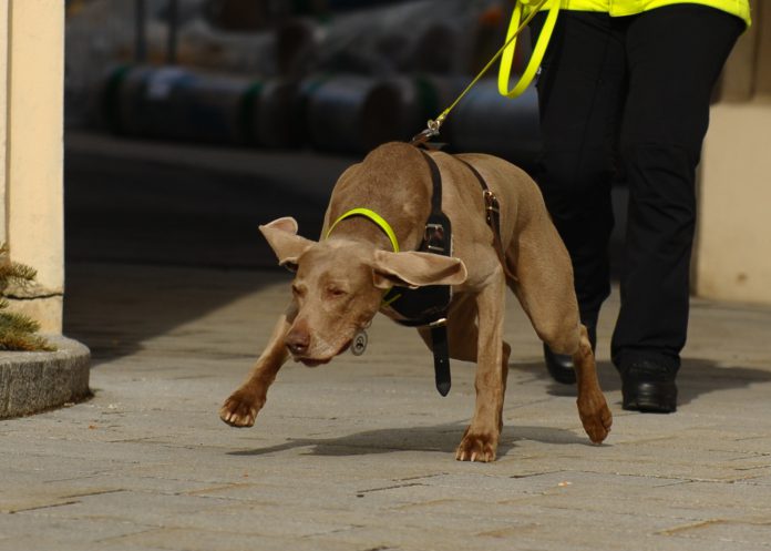 Mantrailing Hund im Einsatz, Fotocredits: moments in time