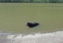 Berner Sennenhund im Wasser