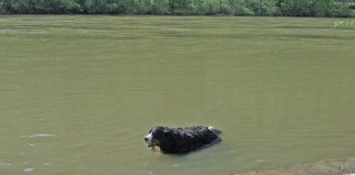 Berner Sennenhund im Wasser