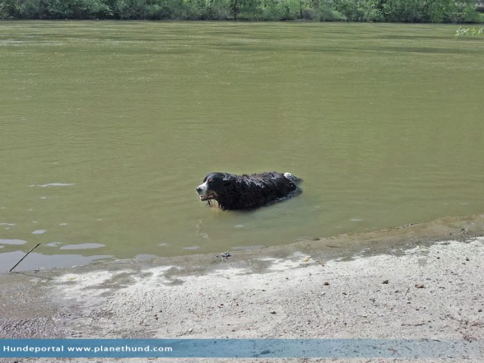 Berner Sennenhund im Wasser