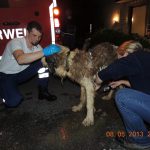 tierrettung16