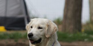 Hund im Neanderthal Museum