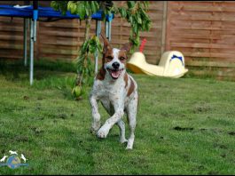 Hund im Garten