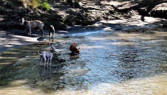 Hunde Wien baden