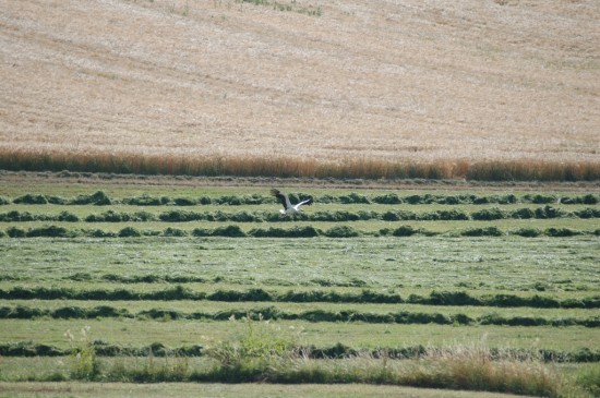 Zecken halten sich gerne in Wiesen auf Wiese Zecken