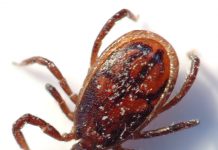 Tick_male_(aka)