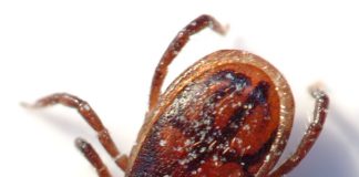 Tick_male_(aka)