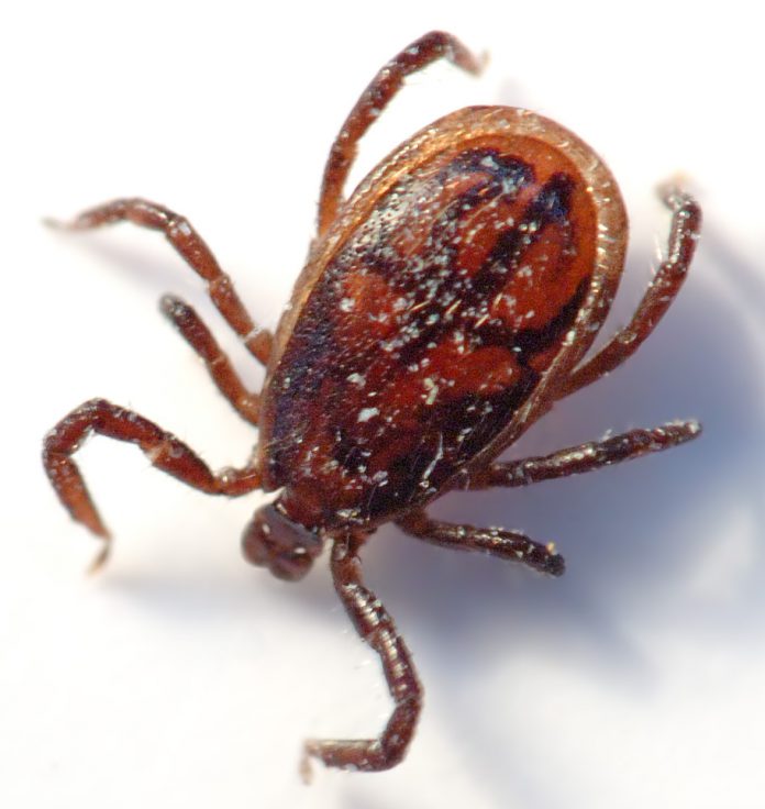 Tick_male_(aka)