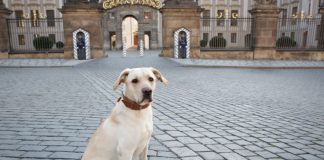 Mein Hund Meine Stadt