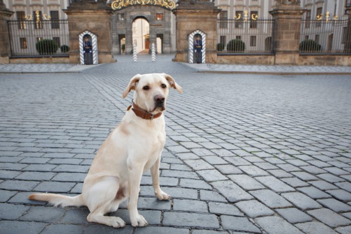 Mein Hund Meine Stadt