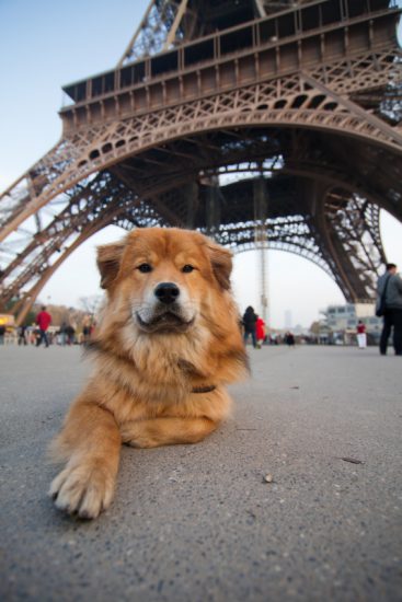 Hund Eiffelturm Paris