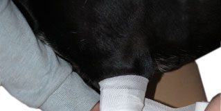 hund-erste-hilfe-bandagebein
