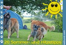 Hund Hitze Sommer Hundehalter