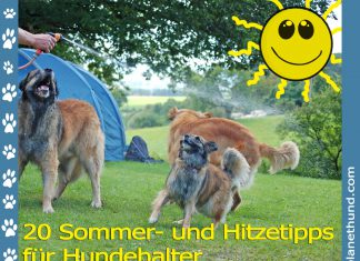 Hund Hitze Sommer Hundehalter