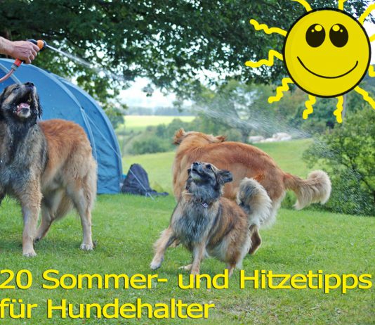 Hund bei Hitze: 20 Tipps für heiße Sommertage Hund Hitze Sommer Hundehalter