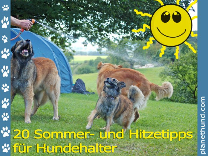 Hund Hitze Sommer Hundehalter