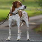 Hund, Leine, Straße