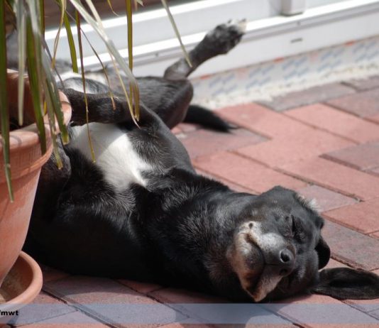 Hitzschlag beim Hund: Symptome, Ursachen und Erste Hilfe hunde-erste-hilfe-hitzeschlag