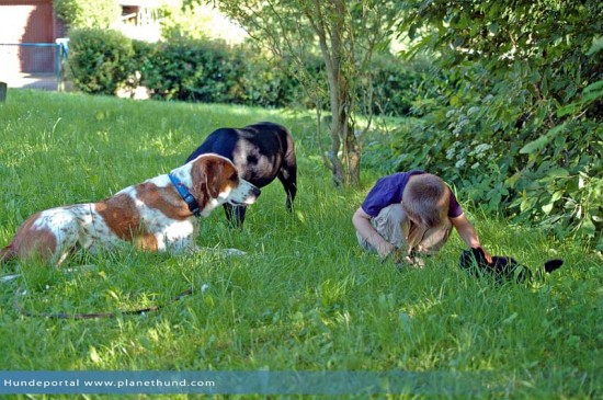 Hunde Park Schatten