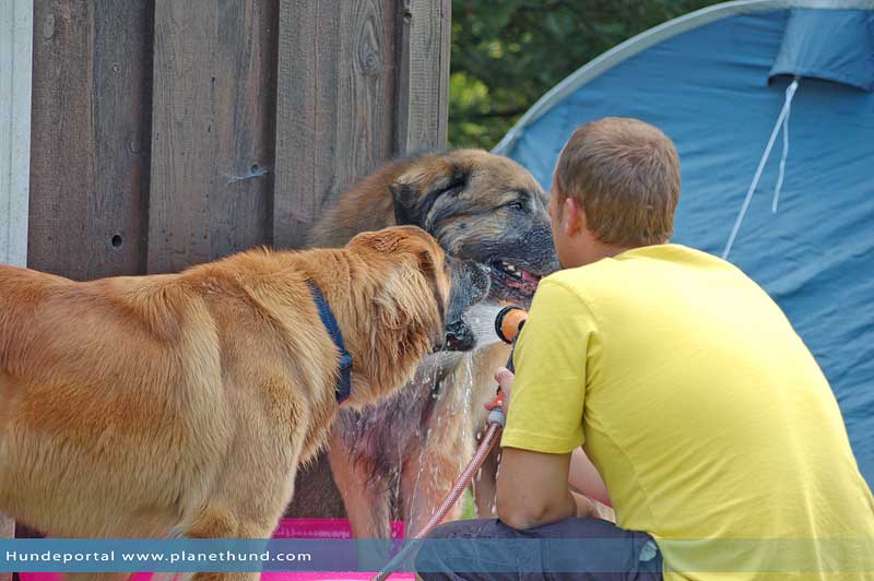 Hund und Hitze: 20 Tipps für heiße Sommer und Hundstage