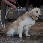 Hundestrand Italien Jesolo