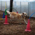 Hundestrand Italien Jesolo