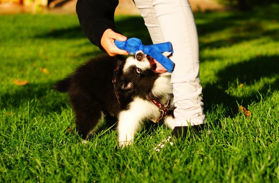 Border Collie Welpe