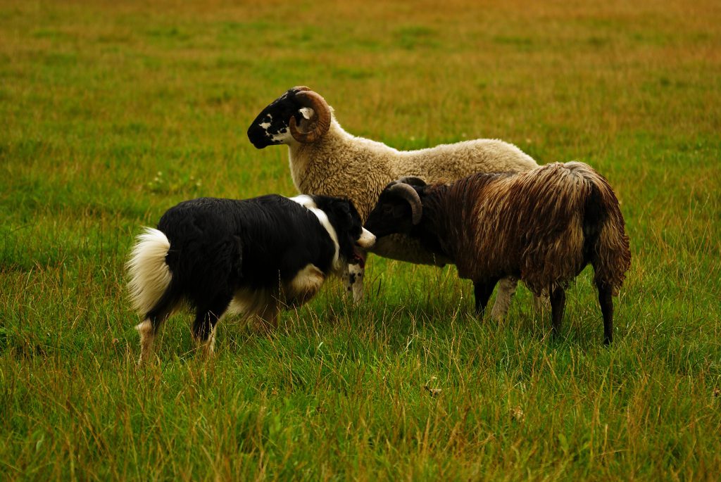 Hund hütet zwei Schafe