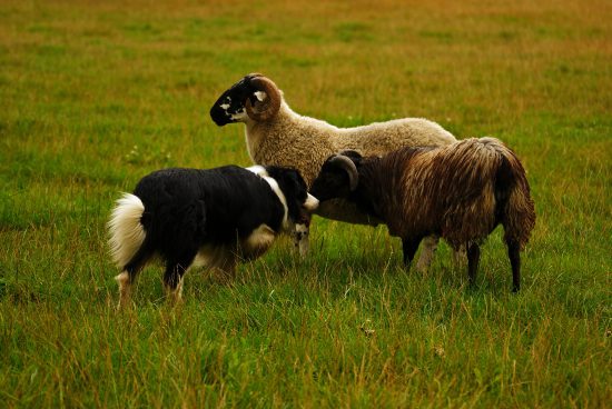 Schafe Border Collie Hüten