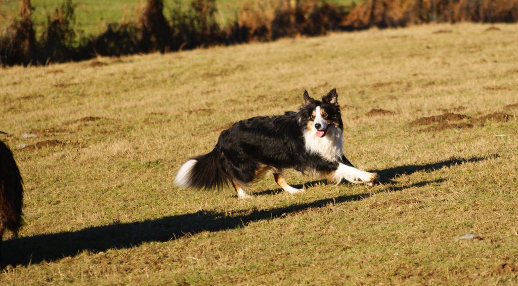 Border Collie Hund bereit wenn die Arbeit ruft.