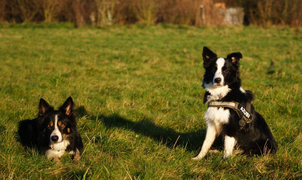 Arbeitslinie Showlinie Hunde