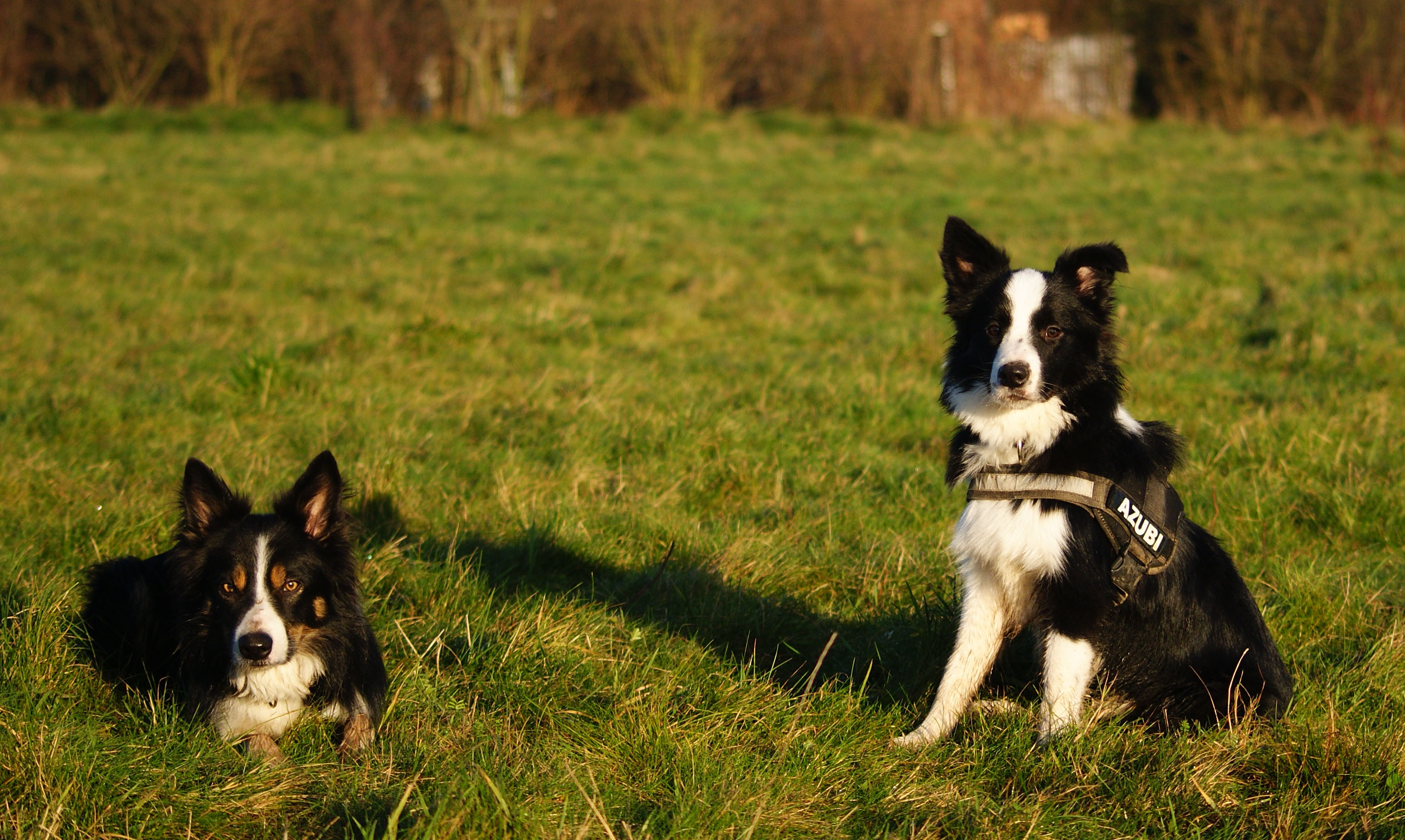 border collie easy to train