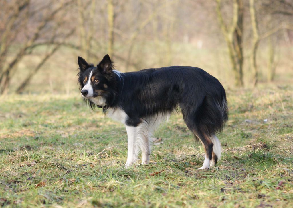 Border Collie Nothund