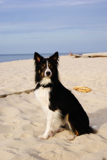 Border Collie Strand