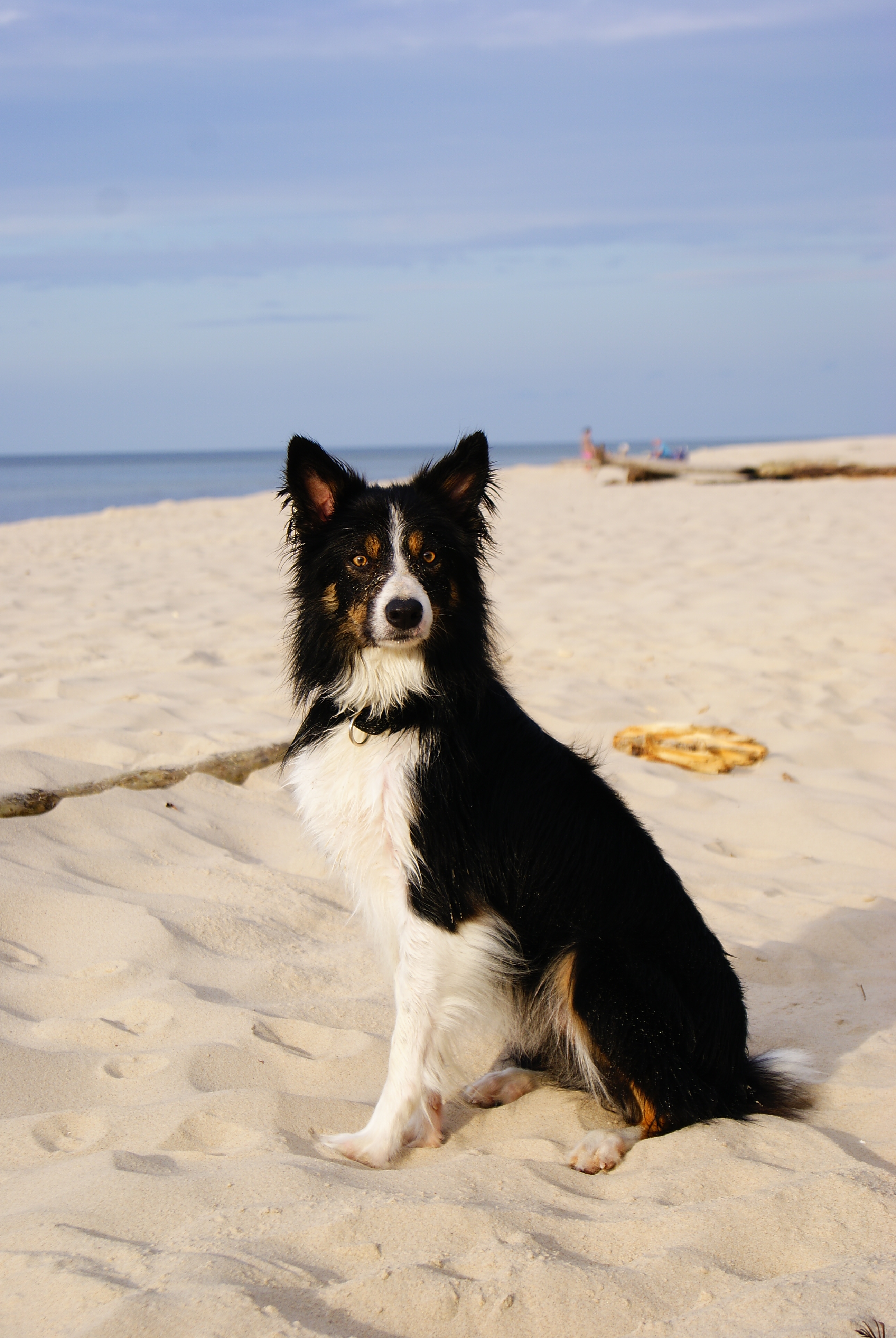 will my border collie ever calm down