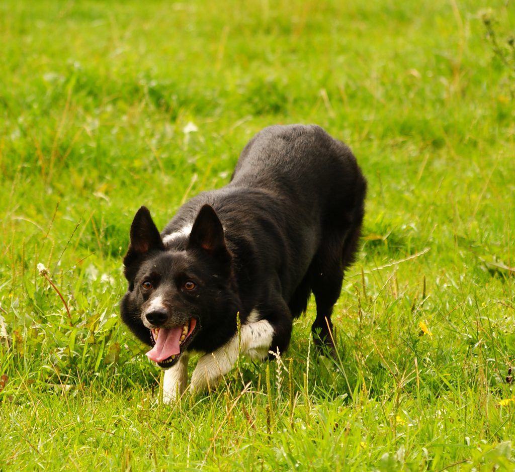 Kurzhaariger Border Collie bei der Arbeit