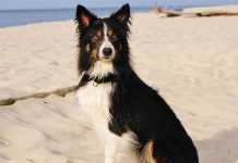 Border Collie