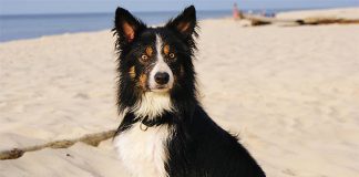 Border Collie