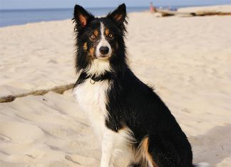 Border Collie