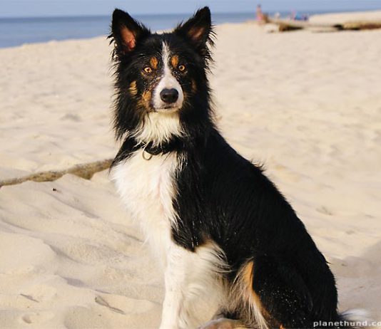 Border Collie