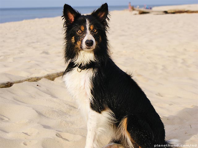 my collie