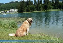 Teichalm Hund Ausflug Teichalmsee