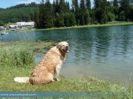 Teichalm Hund Ausflug Teichalmsee