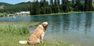 Teichalm Hund Ausflug Teichalmsee