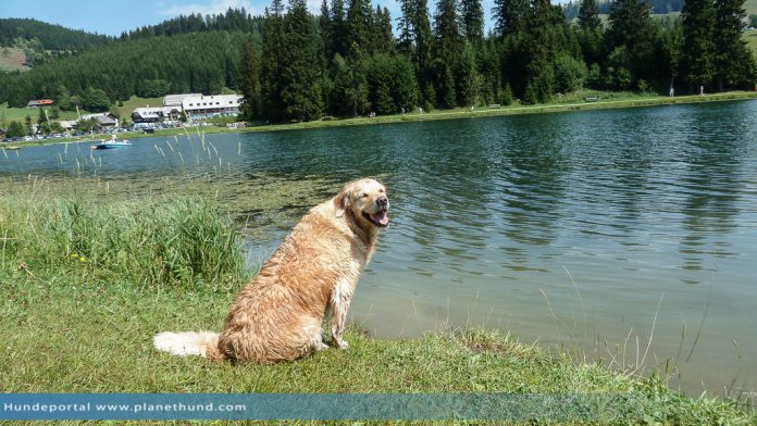 Teichalm Hund Ausflug Teichalmsee