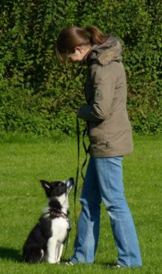 Border Collie in der Hundeschule