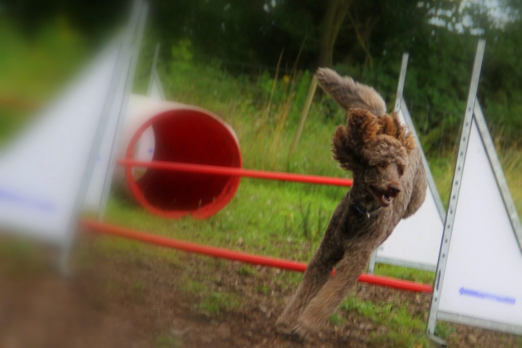 Agility mit Großpudel