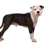 Hunderasse American Staffordshire Terrier