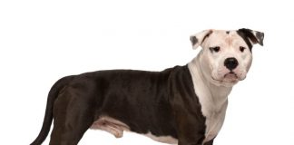 Hunderasse American Staffordshire Terrier