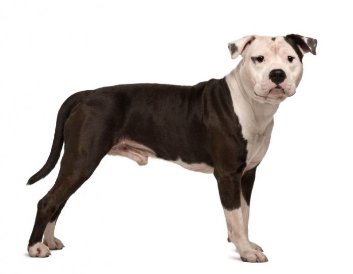 Hunderasse American Staffordshire Terrier